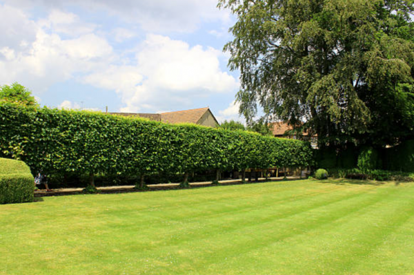 Taman dengan hamparan rumput yang rapi